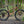 Surly Mountain Chester Copperpot / Medium Surly Krampus 29+ Rigid Mountain Bike