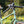 Surly Mountain Surly  Grappler